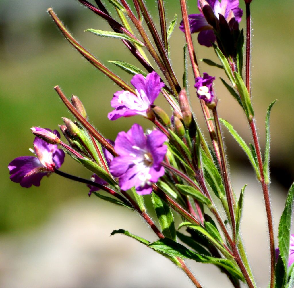 Epilobium hirsutum  (Onagraceae)